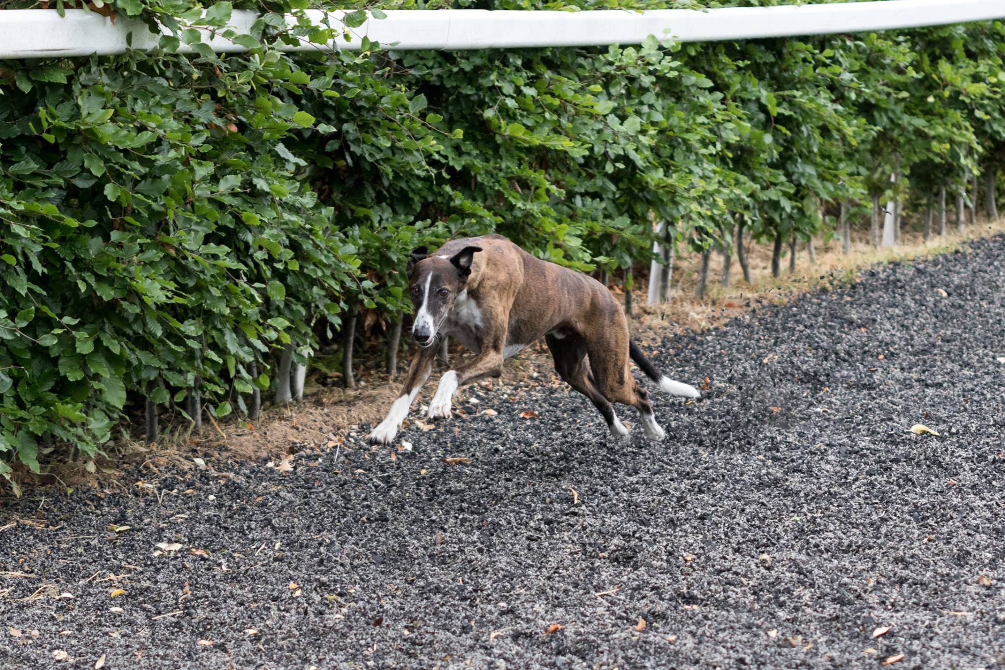 Enzo the perfect athlete, June 2018